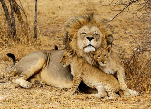 5 Days Tanzania Classic Safari