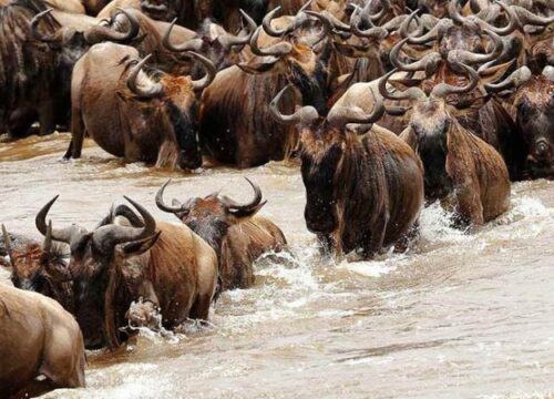 6 Days Tanzania Wildebeest Migration Safari