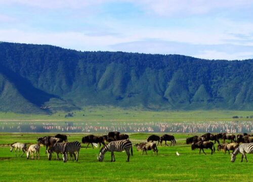 1 Day Ngorongoro crater Tanzania