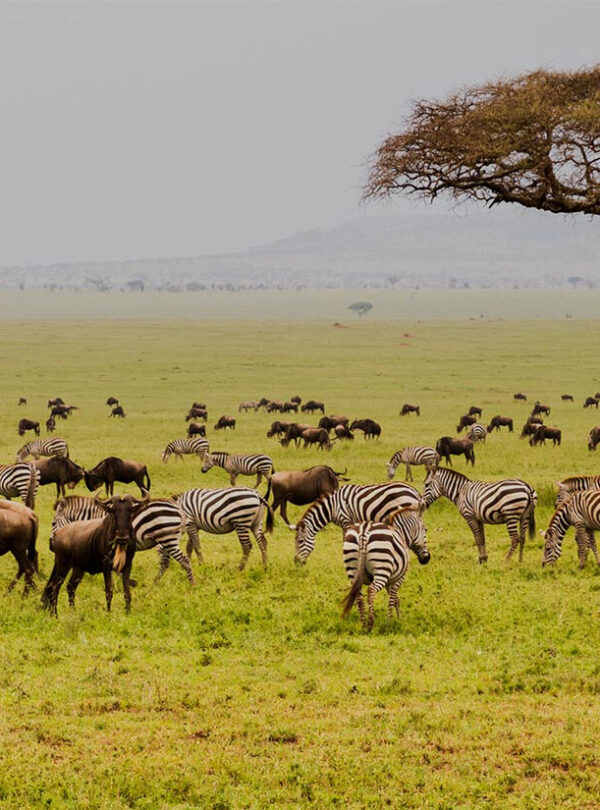 field-with-zebras-and-blue-wildebeest_192248950.ed7d5949