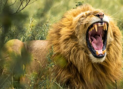 5 Days Best of Tanzania Safari