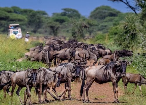 9 Days Serengeti Wildebeest Migration
