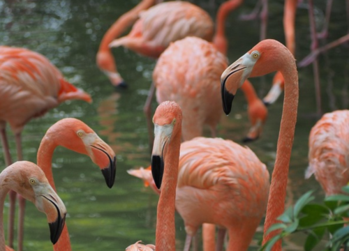 3-Lake Manyara National Park