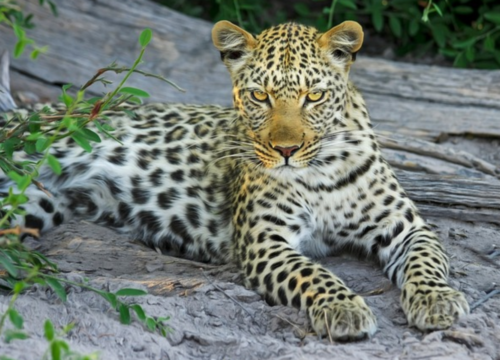 5-days Tanzania safaris- Tarangire, Ngorongoro & Manyara