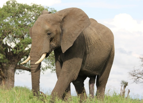 3-Lake Manyara National Park