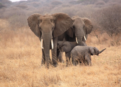 1 Day Tarangire Tanzania