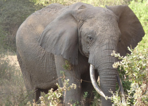 3-Days Tanzania Safaris-Tarangire, Ngorongoro & Manyara