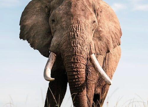 7 Days Tanzania mid-range amazing in the Tanzanian field